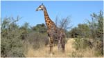 039. Southern giraffe at Kwara