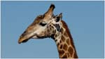 040. Giraffe with oxpecker