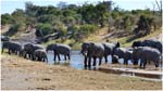 044. Elephants on arrival at Savute 