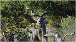 046. Our Savute kudu