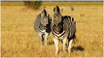 048. Zebras at Savute
