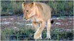 049. Lioness at Savute