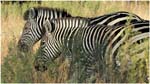 051. Savute zebras
