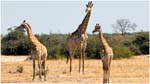 058. Giraffes at Savute