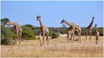 059. Giraffes at Savute