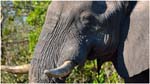 060. A Savute elephant