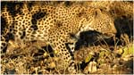 064. A leopard at Savute