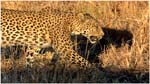 065. A leopard at Savute