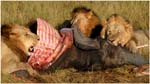 067. Lions feeding on killed elephant