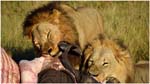 068. Lions feeding on killed elephant