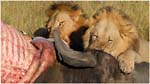 069. Lions feeding on killed elephant