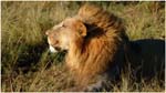 070. Lion in profile