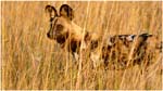 077. African wild dog