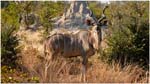 081. Kudu at Lagoon camp