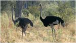 090. Ostriches at Lagoon camp