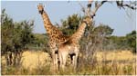 091. Giraffes at Lagoon camp