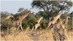 092. Startled giraffes at Lagoon camp