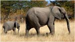 097. Chobe elephants