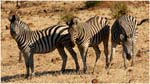 098. Chobe zebras
