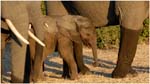 102. Chobe baby elephant