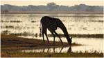 103. Giraffe drinking at dusk