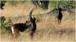 105. Sable antelopes at Chobe NP