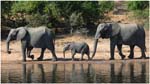 106. Elephant family at Chobe NP
