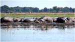 109. Hippos in the Chobe river