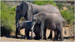 114. Elephant family in Chobe NP