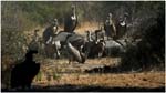 115. Vultures feeding on dead elephant