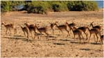 116. Impalas in Chobe NP