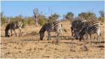 118. Zebras in Chobe NP