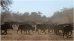 120. Herd of buffaloes on the move in Chobe 