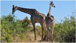 121 Giraffes in Chobe NP