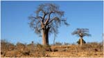 123. Baobab trees in Chobe NP