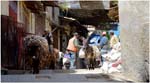 022. Donkeys bringing hides to the tanneries in Fes medina