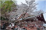 002.Cherry blossoms at Senso-ji