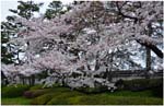 008.Blossoms in Imperial Palace gardens