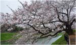 010.Blossoms nr Imperial Palace
