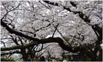 011.Blossoms nr Imperial Palace