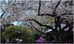013.Kamakura blossoms