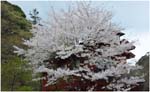 019.Tonosawa blossoms
