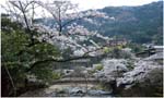 021.Tonosawa Blossoms