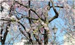 028.Kyoto blossoms