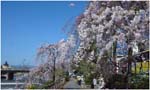 029.Kyoto blossoms