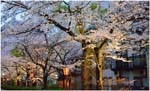 033.Kyoto evening blossoms Crop