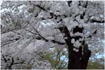 049.Nara blossoms