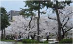 061.Kanazawa blossoms