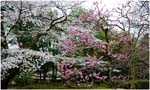 065.Kenroku-en gardens