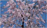 072.Pink Kanazawa blossoms